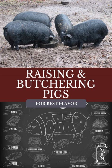 Raising and Butchering Pigs .